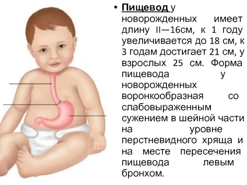 Пищевод новорожденных. Пищеварительная система у новорожденных. Форма пищевода у новорожденных.