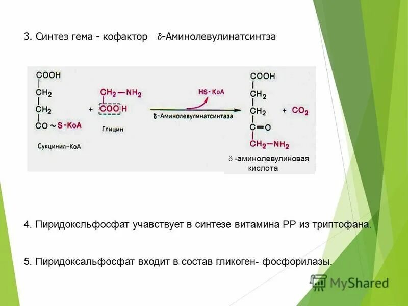 Синтез гему