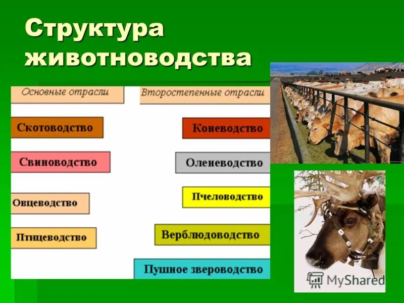 Направление животноводства в россии. Структура животноводства. Животноводство структура отрасли. Отрасли животноводства схема. Отраслевая структура животноводства.