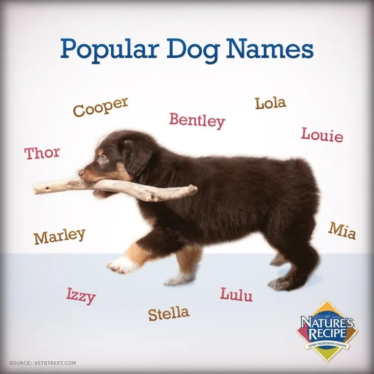 Dogs s names are. Клички для собак. Имя для щенка мальчика. Интересные имена для собак. Имена для собак девочек.