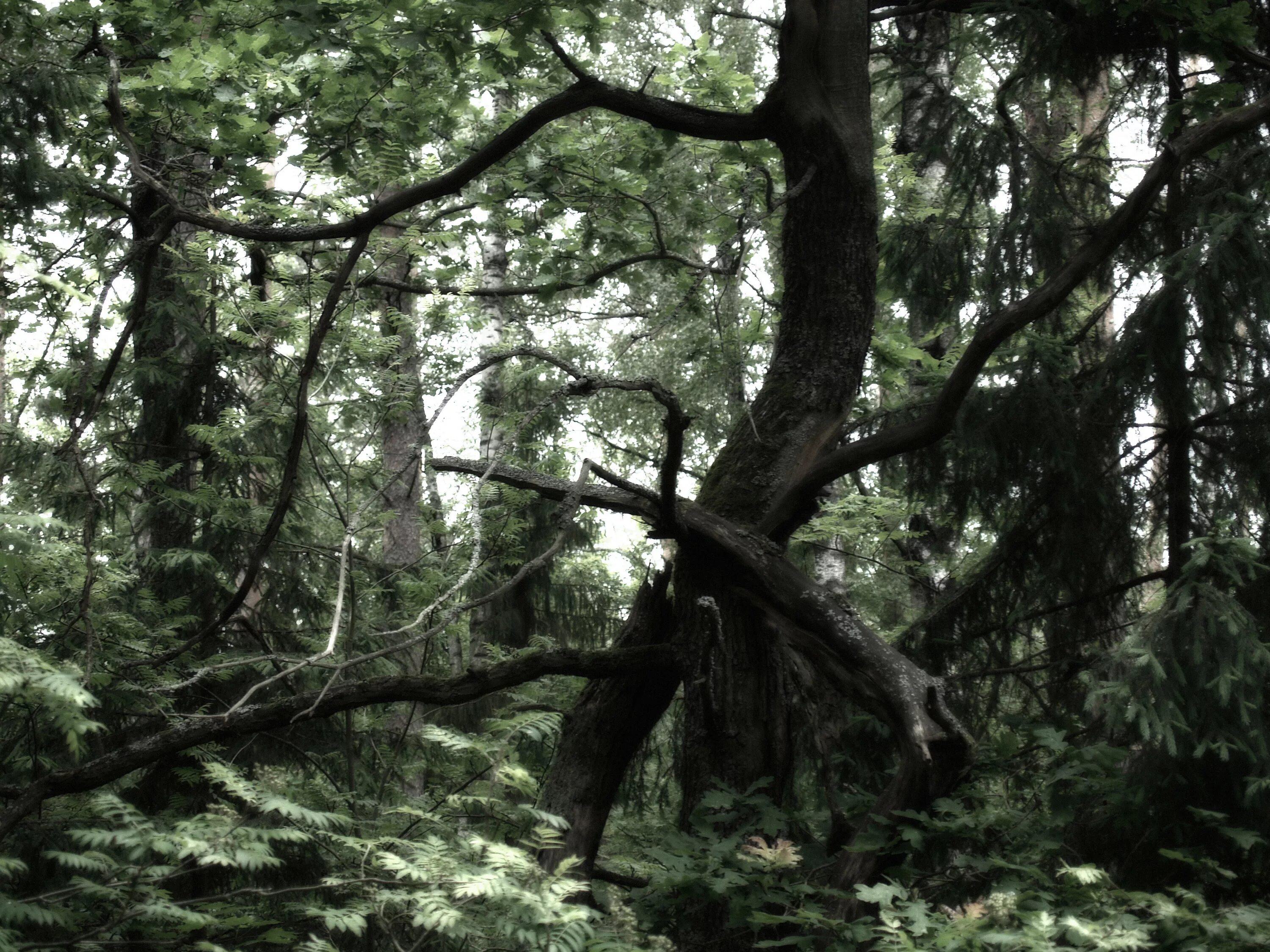 Звуки дремучего леса