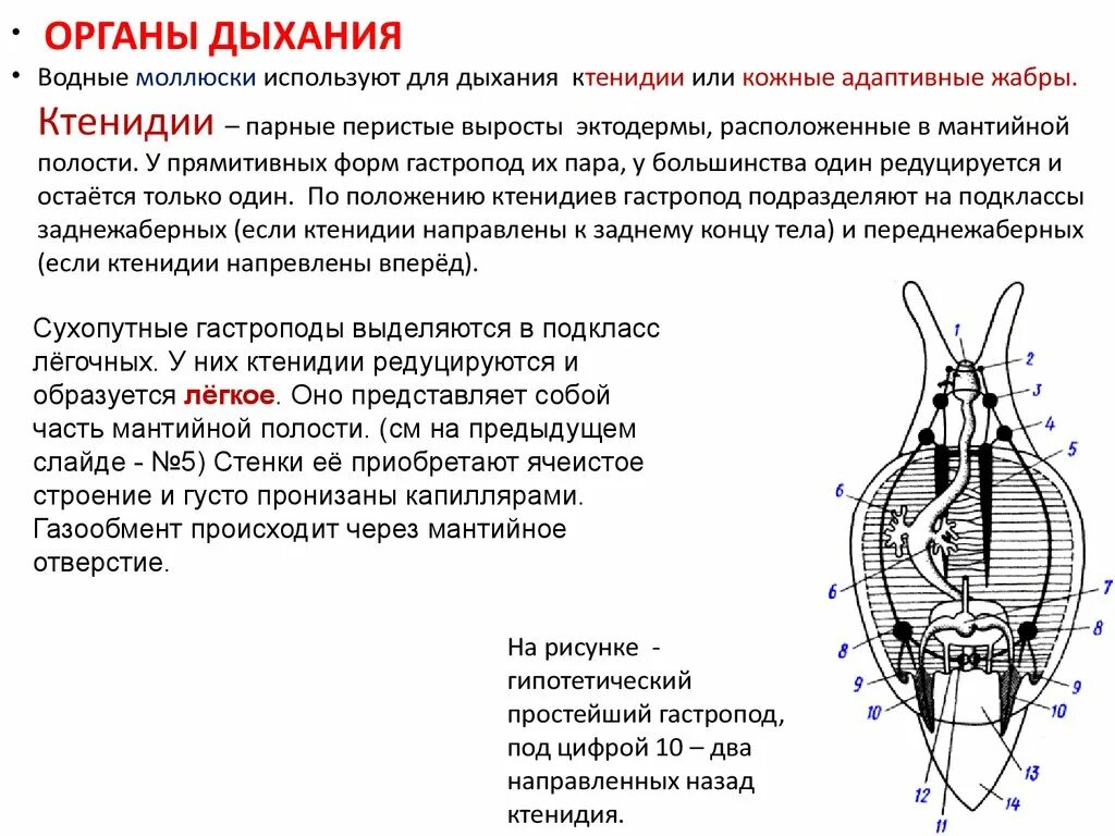 Органы размножения открываются в мантийную полость. Органы дыхания моллюсков. Ктенидии. Ктенидии у моллюсков. Ктенидии строение.