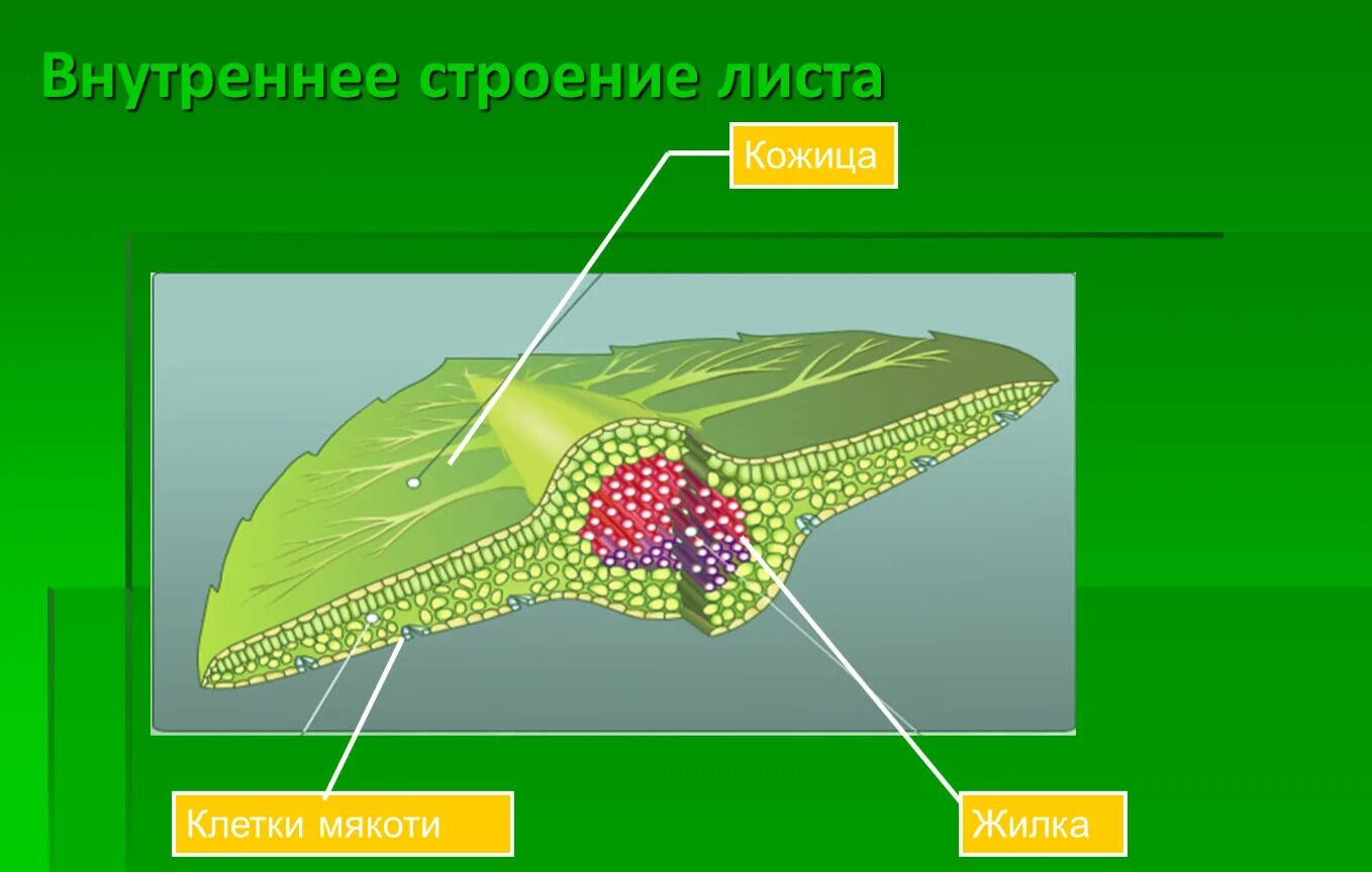 Какой тканью представлены жилки. Мякоть листа кожица жилки листа. Строение мякоти листа биология 6 класс. Строение жилок листа биология 6 класс. Строение жилок листа 6 класс.