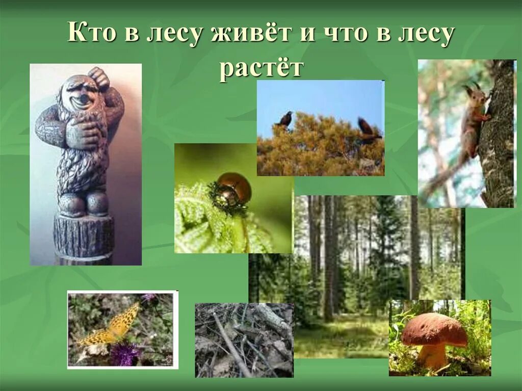 В каких лесах живут. Кто в лесу живет и кто в лесу растет. В каких лесах живут. Природная зона лес. Кто живет у нас в лесу.