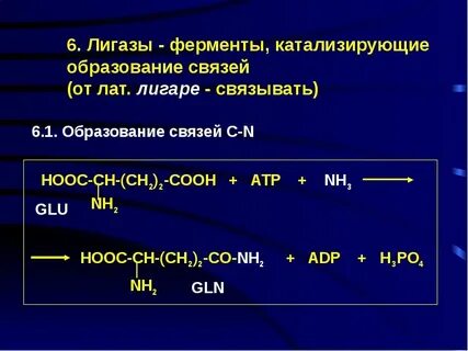Фермент лигаза