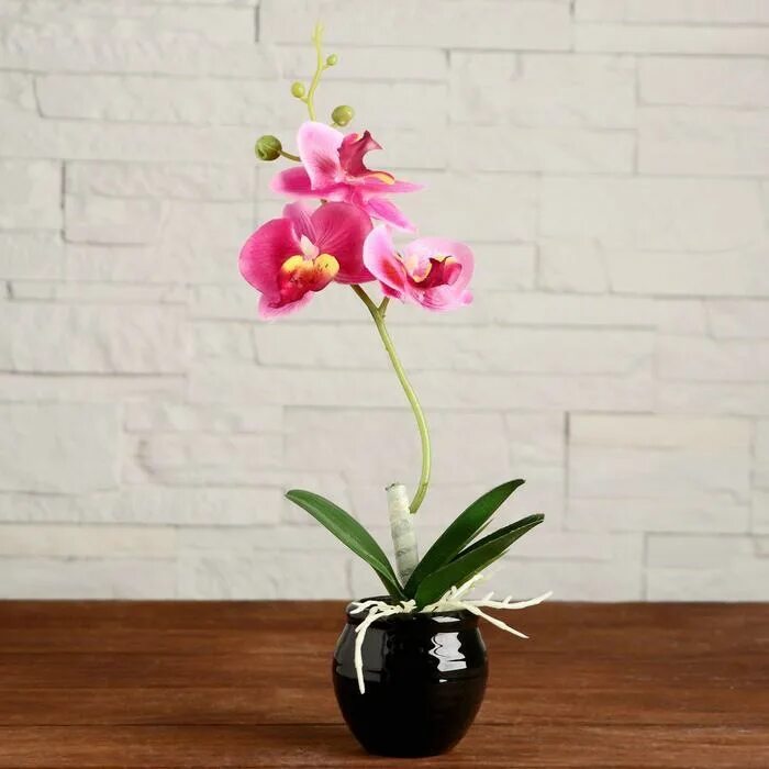 Орхидея 5. Орхидея 5 штук. Орхидеи в природе. Орхидея в горшке фото. Орхидея в горшочке.
