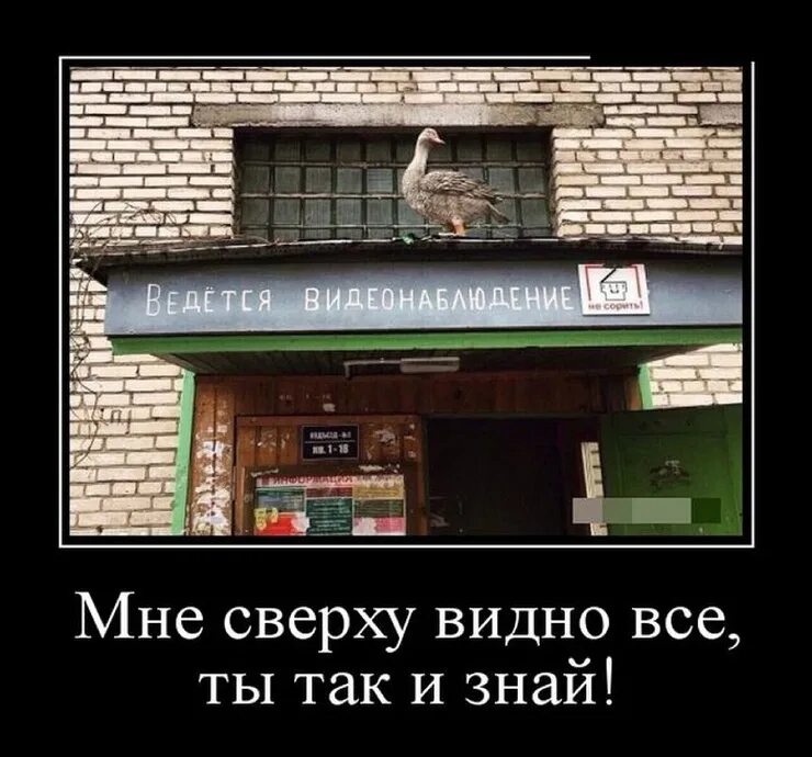 Мне сверху видно все. Мне сверху видно все ты так и знай. Сверху виднее прикол. Я сверху.