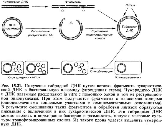 Гибридные плазмиды. Получение гибридом. Метод рекомбинантных пластид. Гибридная ДНК. Получение гибридов на основе соединения