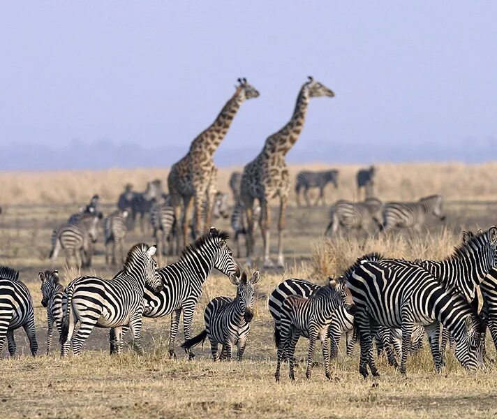Africa com. Нгоронгоро национальный парк. Национальный парк КАТАВИ. Утро в парке Серенгети в Танзании. Путешествия по Серенгети.