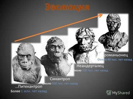 Неандертальцы синантропы