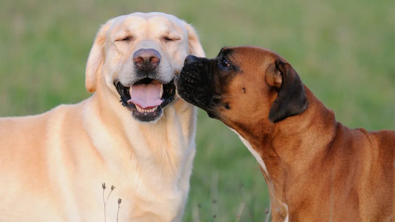 Немецкая овчарка спаривается. Вязка собак. Случка собак крупных пород. Вязка суки. Кавказская овчарка спариван.