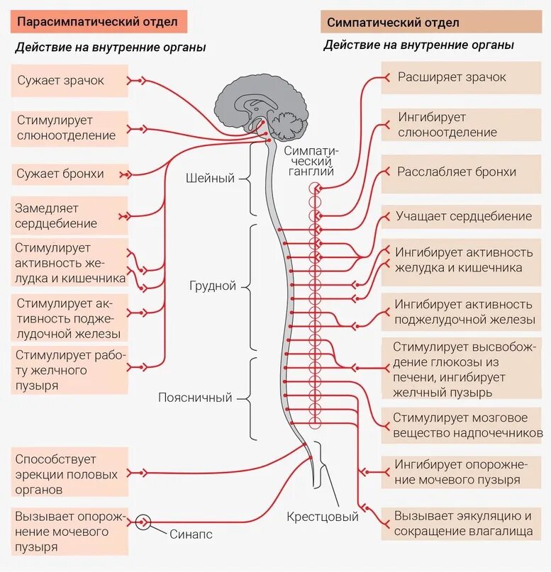 Парасимпатическая вегетативная нервная система функции. Строение симпатического отдела вегетативной нервной системы схема. Парасимпатический отдел вегетативной нервной системы схема. Симпатическая и парасимпатическая нервная система ЕГЭ схема. Схема иннервации вегетативной нервной системы симпатического отдела.