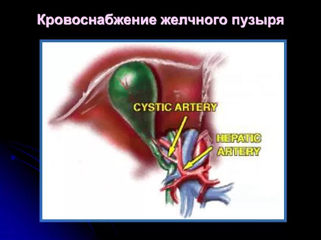 Сосуды желчного пузыря. Пузырная артерия желчного пузыря. Кровоснабжение желчного.