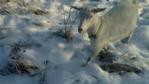 Белая коза ютуб последнее видео