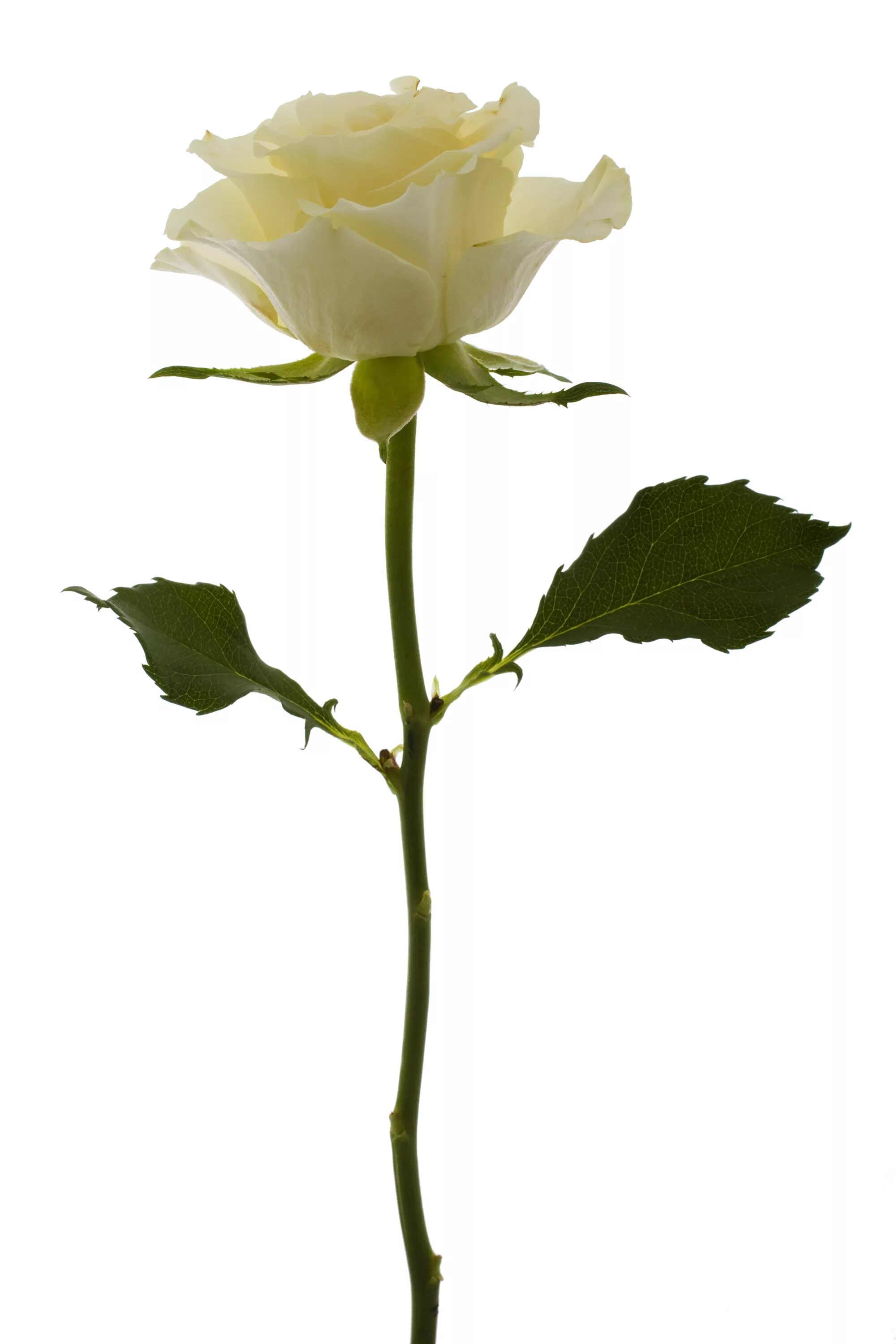 Розы в полный рост. Белые розы1. Стебель цветка.
