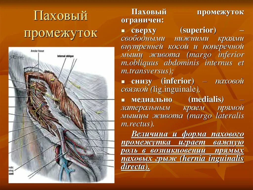 Как отличить паховую