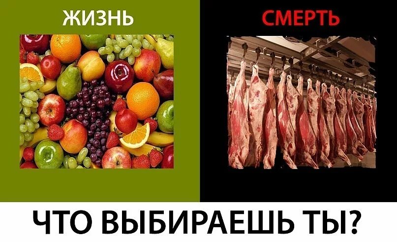 Вегетарианство плакаты. Вегетарианец и мясоед. Вегетарианец картинка. Веганы едят мясо