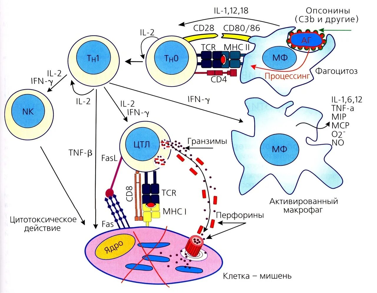 Железо в макрофагах. Схема т клеточного иммунного ответа. Т клеточный иммунный ответ иммунология. Схема воспалительного иммунного ответа. Клеточный иммунный ответ механизм схема.