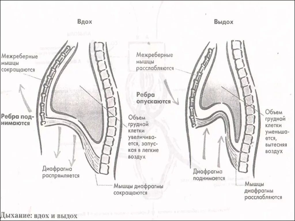 Движение диафрагмы при вдохе и выдохе. Механизм вдоха и выдоха анатомия. Вдох наружные межреберные мышцы. Дыхательные мышцы вдоха и выдоха.
