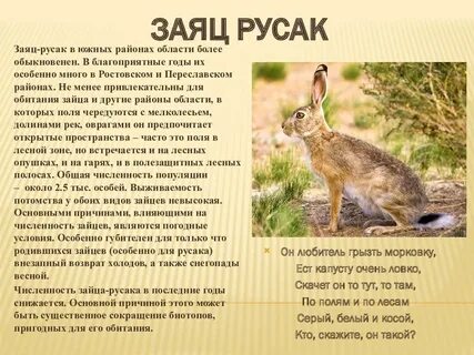 Заяц русак описание