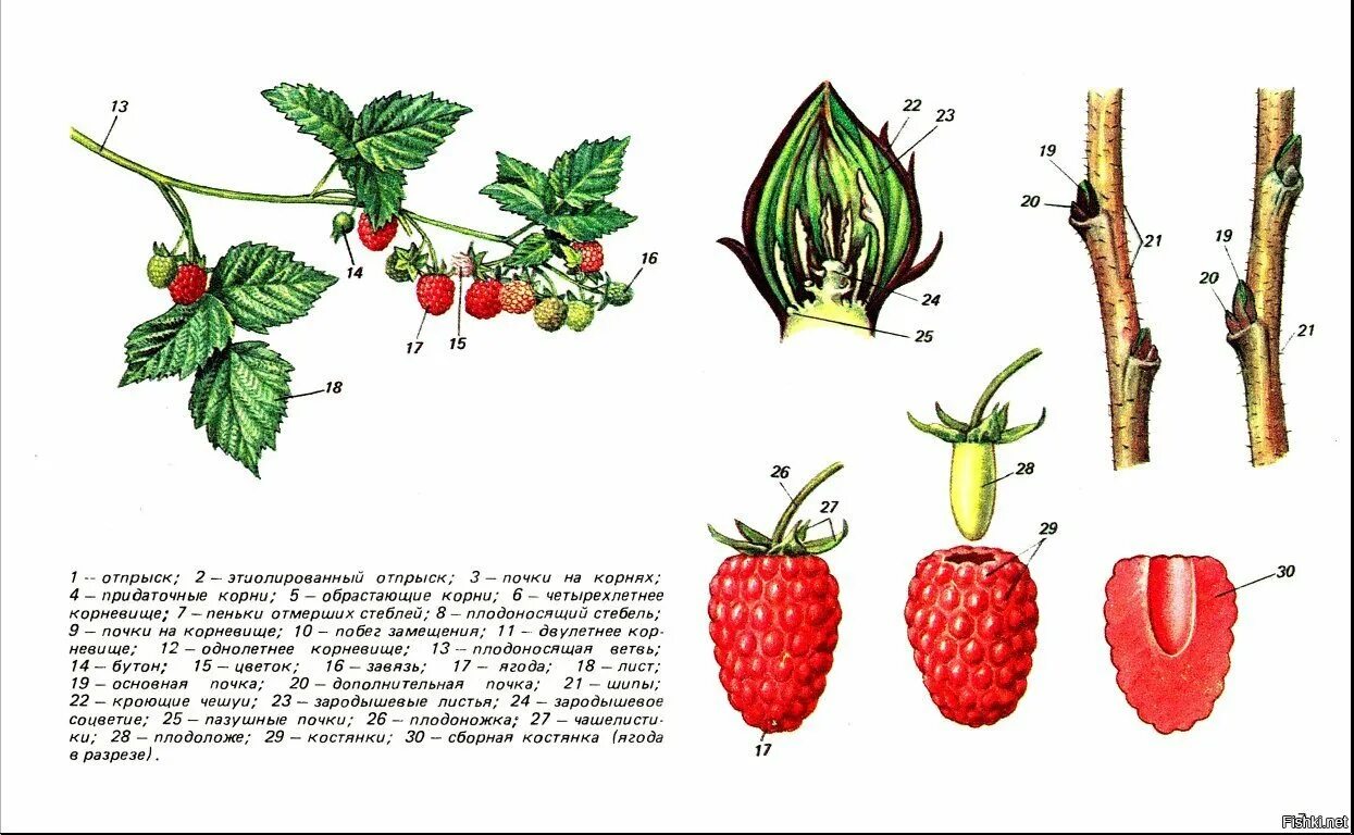 Ягода с ботанической точки зрения. Строение плода малины. Плод малины схема. Морфология малина обыкновенная. Строение ягоды малины.