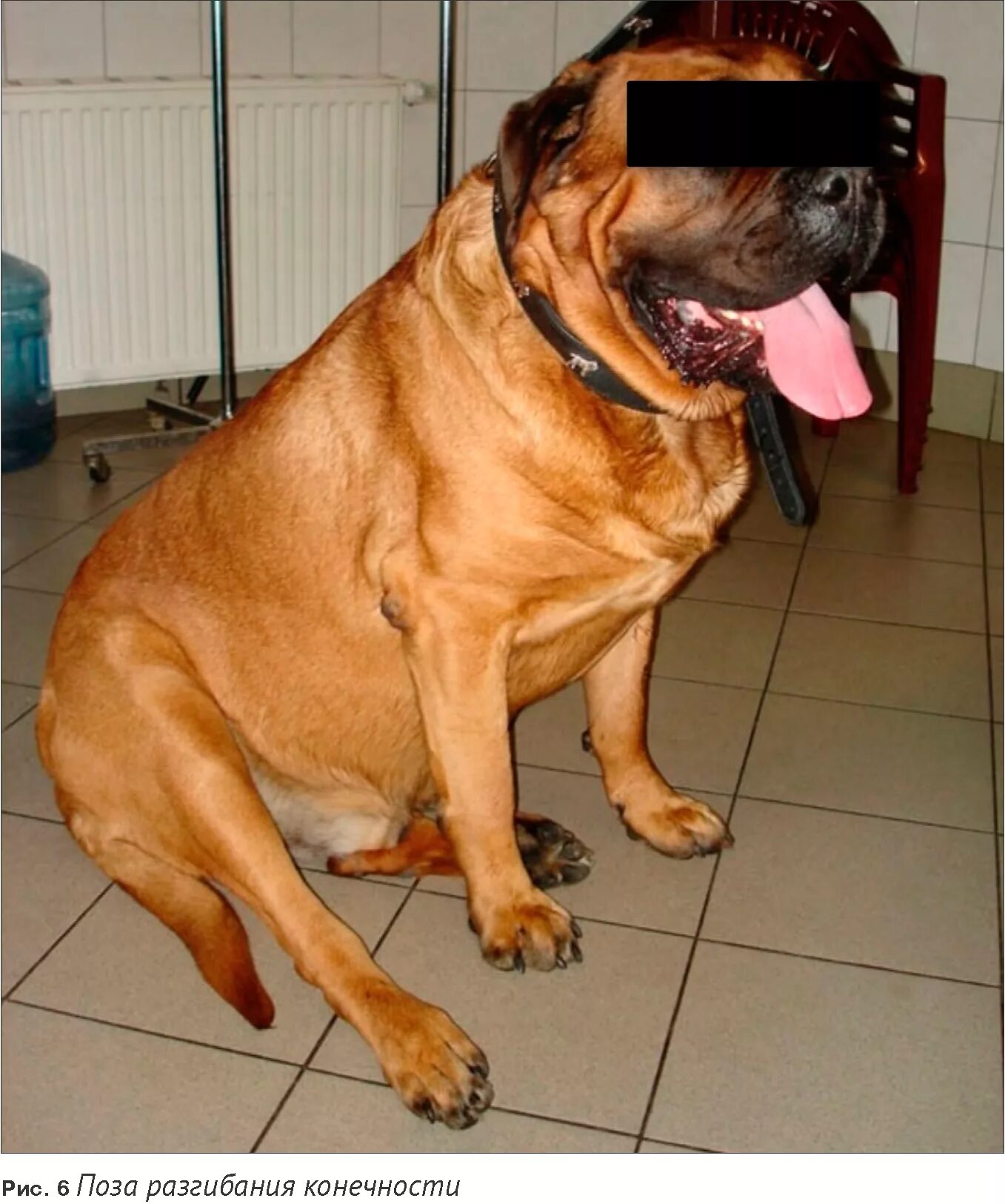 Связка собак. Бред собачий. Фиксация коленного сустава у собак. Спаривание собак. Бандажтазобедренного суставы для собак.