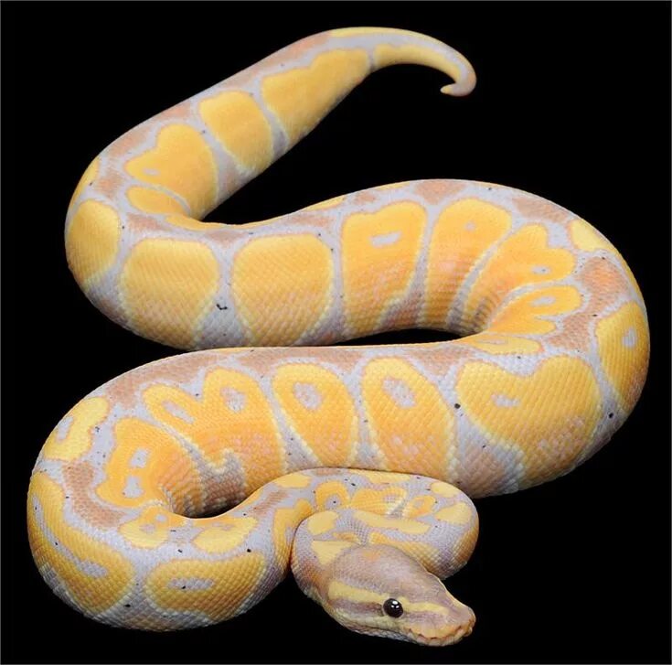 Y python