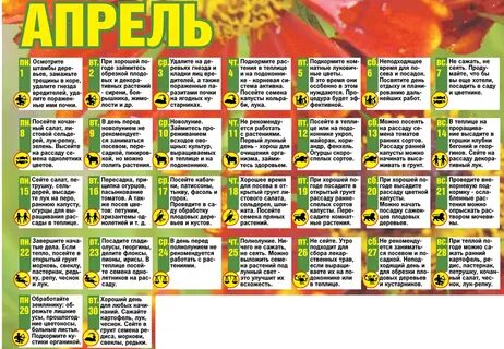 Пересадка рассады помидор в апреле