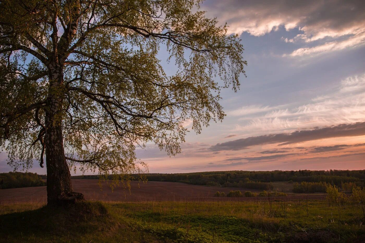 Грустные березы. Одинокая береза. Березы на закате. Березка и закат. Одинокая берёза на закате.