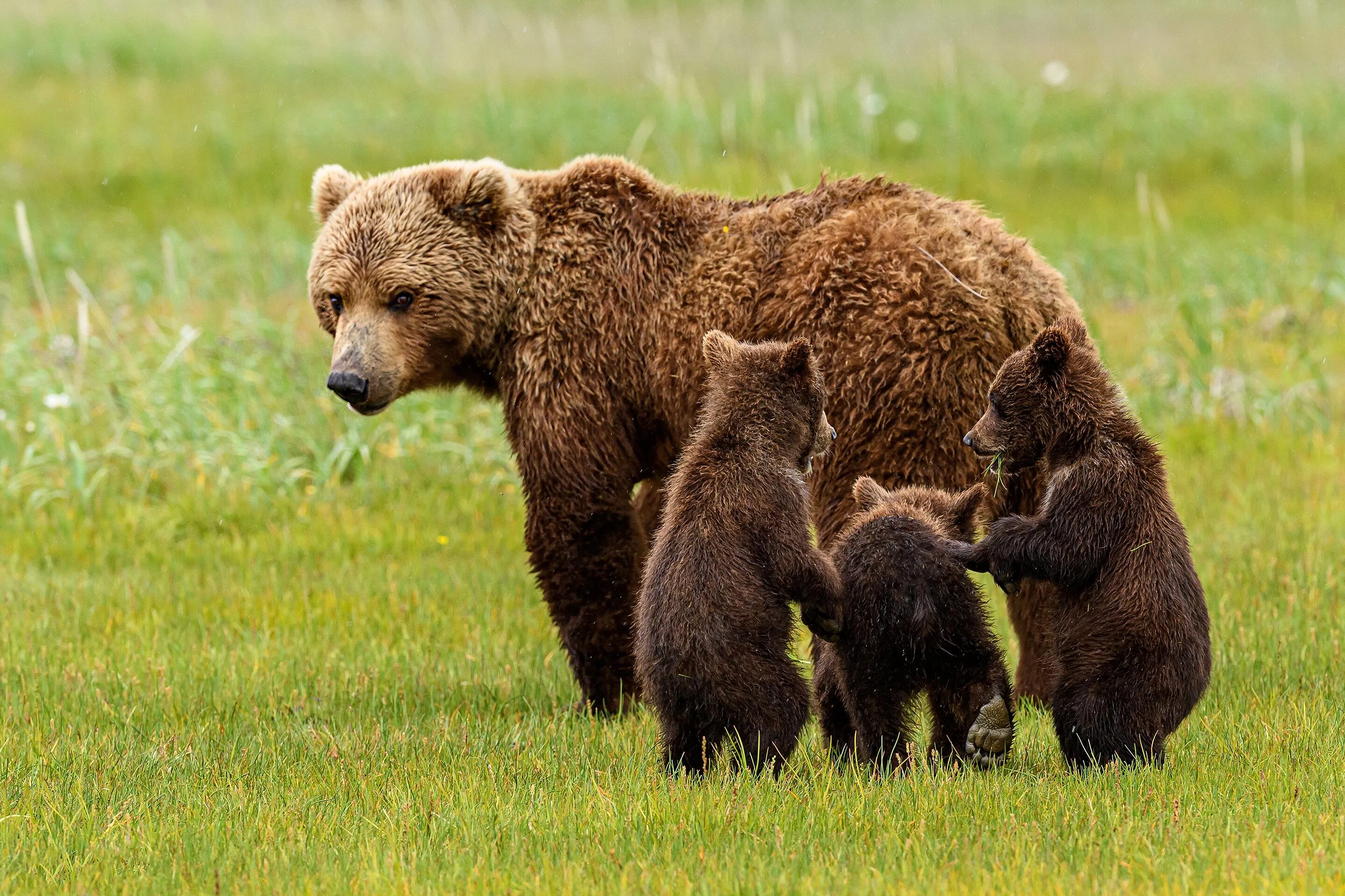 Медведь. Медведица с медвежатами. Медведь с медвежонком. Медвежья семья. Фотографии 3 медведей