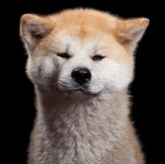 Характер животных