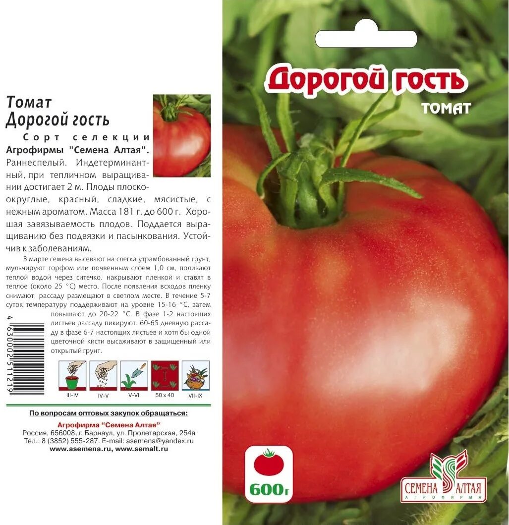 томат мамонтенок семена алтая. мамонтёнок томат семена алтая. алтайские семена томатов мамонтенок. семена алтая томаты низкорослые. сорт помидор запуняко семена алтая.