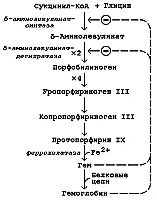 Синтез гему. Синтез гемоглобина биохимия схема. Синтез гема образование гемоглобина. Схема синтеза гемоглобина. Общая схема синтеза гемоглобина.