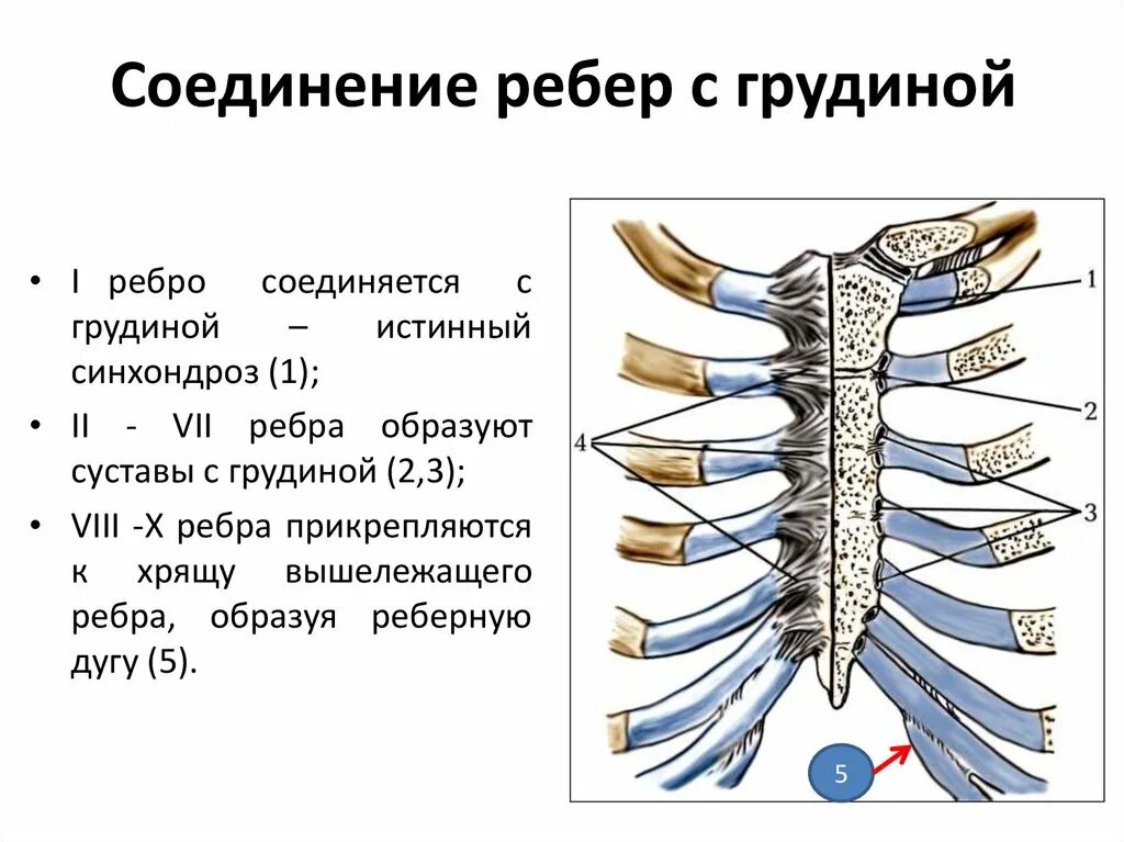 Соединение ребер с грудиной