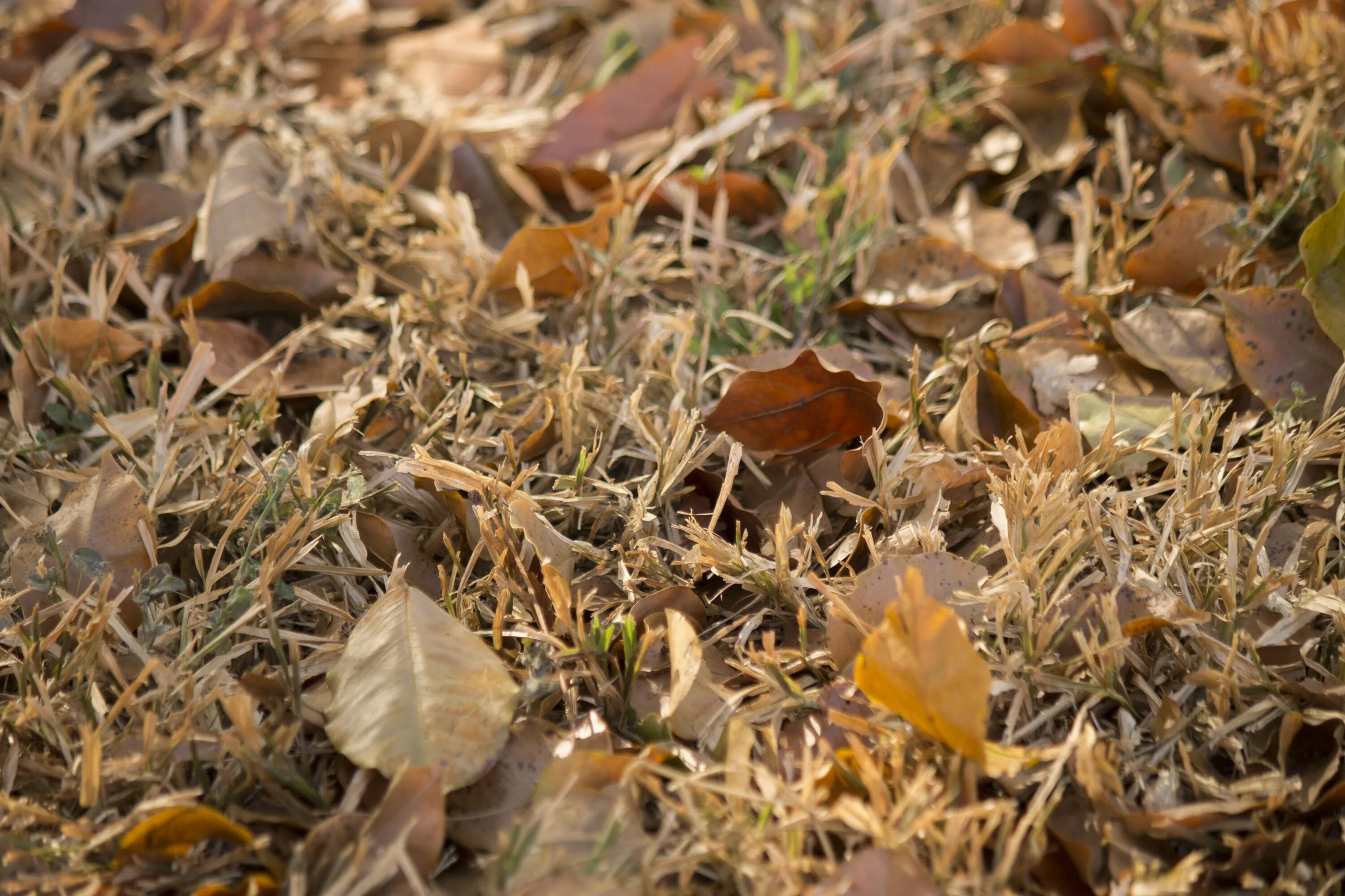 На солнце сох лист. Осенняя трава. Сухие листья. Трава осенью. Засохшая трава.