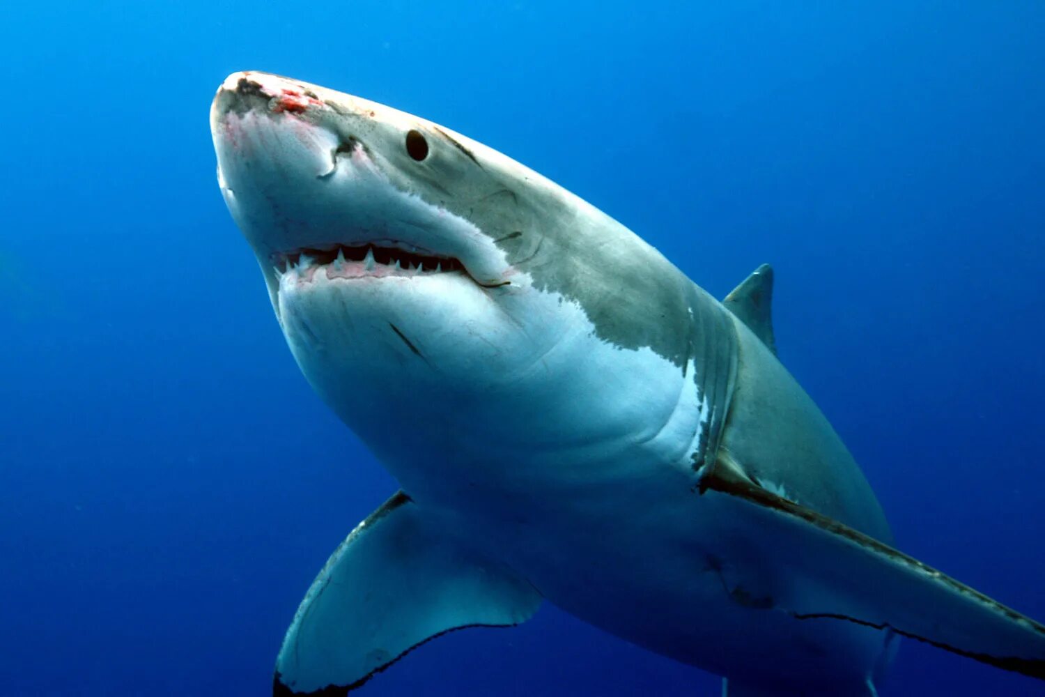Фотки больших акул. Акула Carcharodon carcharias. Белая акула кархародон. Тихоокеанская сельдевая акула. Акула тигровая Шарк.