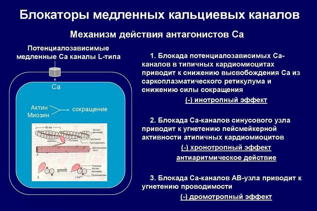 Бета блокаторы блокаторы кальциевых