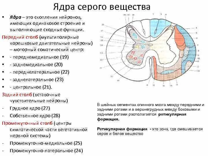 Какую функцию выполняет серое вещество мозга. Ядра серого вещества. Ядра серого вещества анатомия. Ядра серого вещества спинного мозга. Грудное ядро серого вещества.