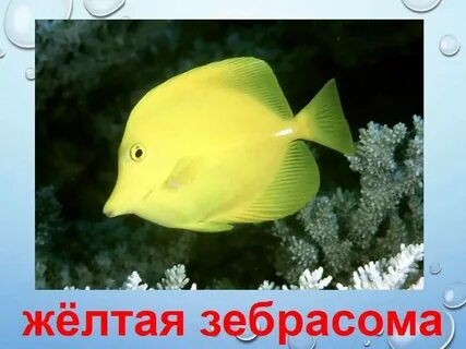 Названия морских рыбок