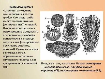 Аскомицеты представители