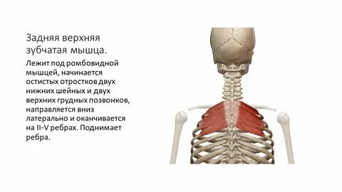 Зубчатая функции