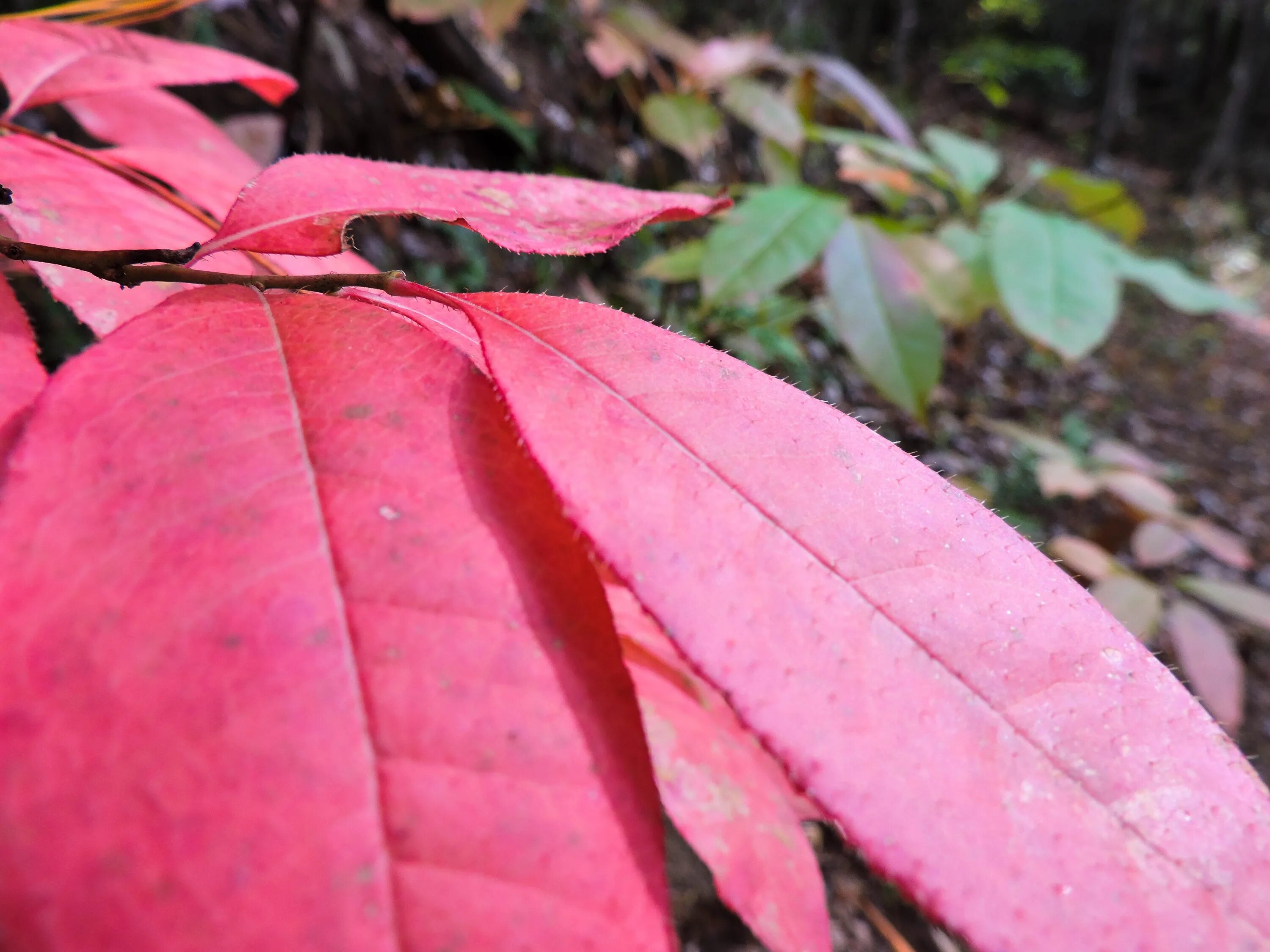 Листья краснеют по краям. Антоциановая окраска листьев это. Лимонник красные листья. Манго с красными листьями. Копьевидные красные листья.