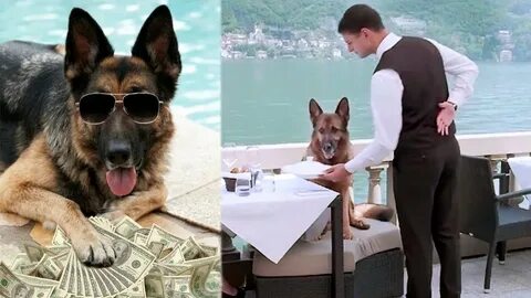 Собаку богача