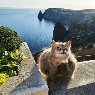 Котята в добрые севастополь