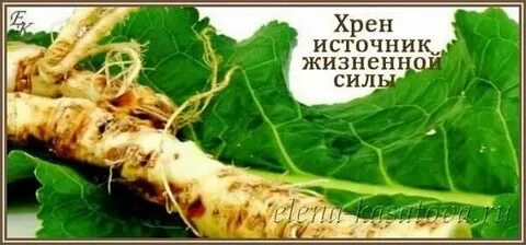 Польза вред корня хрена