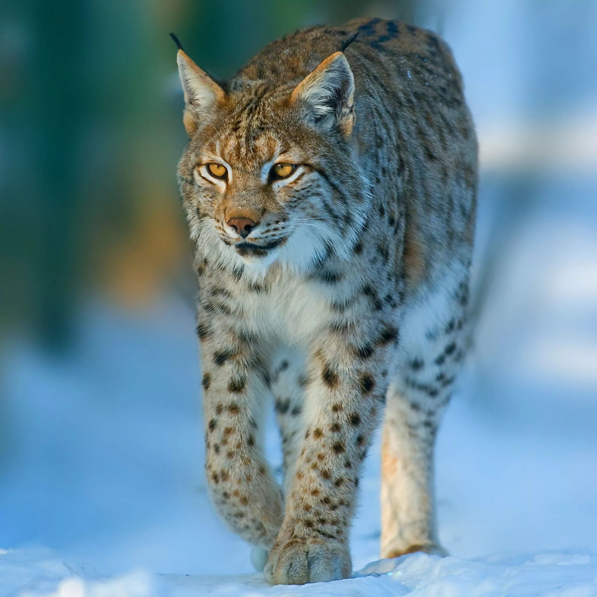 Рысь европейская обыкновенная. Рысь Самарской Луки. Обыкновенная Рысь Lynx Lynx. Рысь красная книга Самарской области. Рысь обыкновенная красная