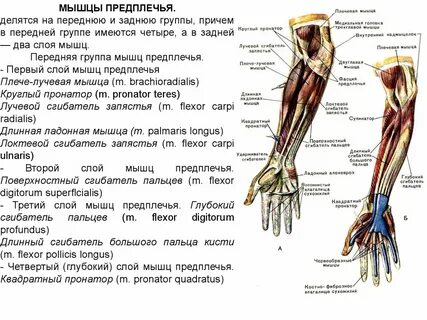 Передняя группа