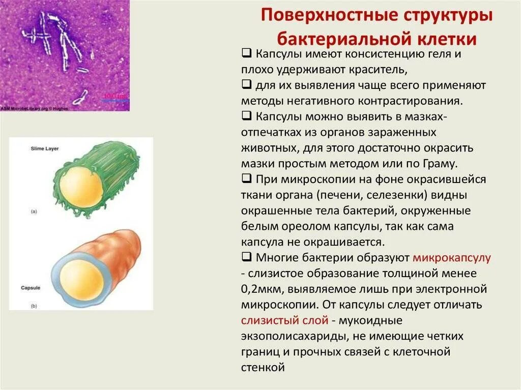 Какие функции выполняют бактерии в организме человека. Методы обнаружения капсулы бактерий. Методы выявления капсул бактериальной клетки. Капсула и микрокапсула бактерий. Метод выявления капсулы у бактерий.