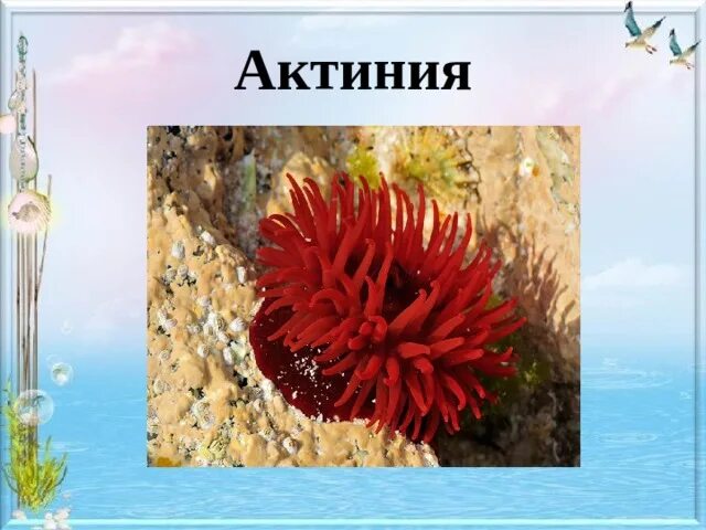 Рассеяны актинии. Презентация к уроку случай с евсейкой. Случай с евсейкой горький. Горький м. Продолжение сказки случай с евсейкой.