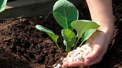 Как высаживают капусту